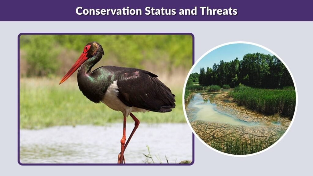 Conservation Status and Threats