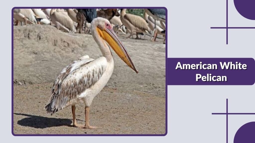 American White Pelican