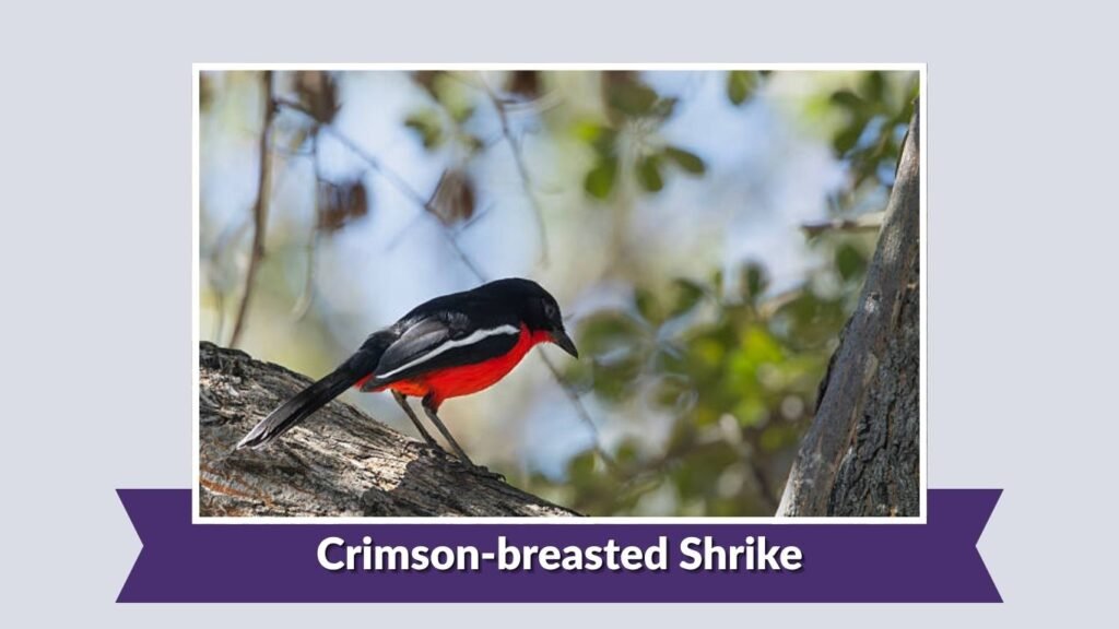 Crimson-breasted Shrike