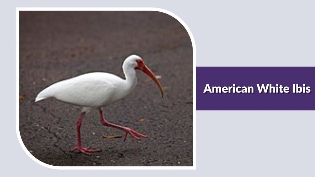 American White Ibis