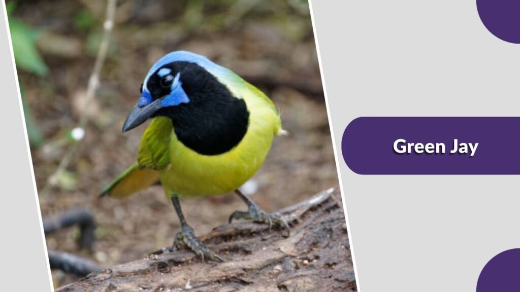Green Jay
