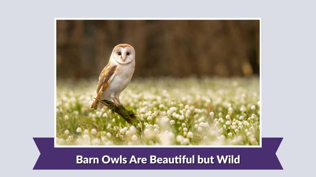 Barn Owls Are Beautiful but Wild