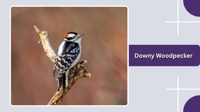 Downy Woodpecker