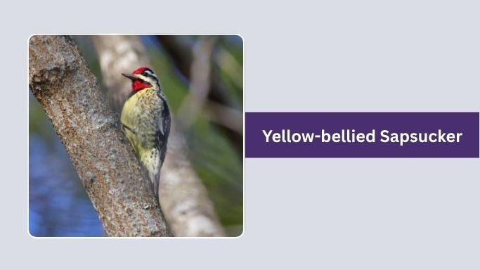 Yellow-bellied Sapsucker