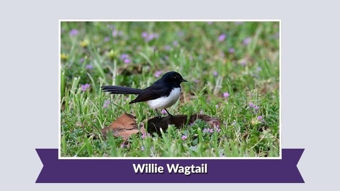 Willie Wagtail