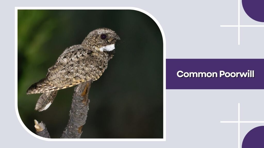 Common Poorwill