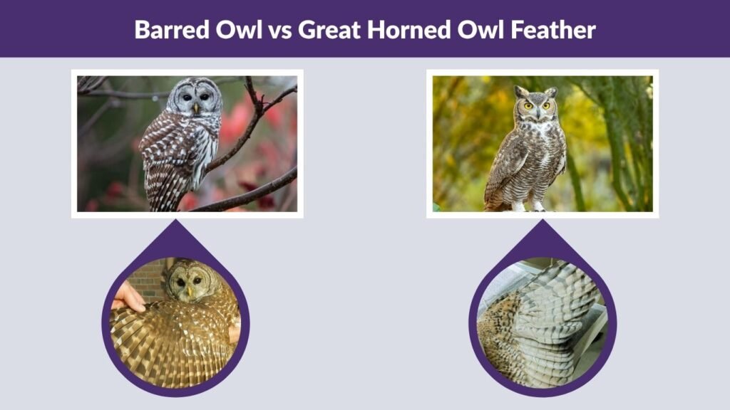 Barred Owl vs Great Horned Owl Feather