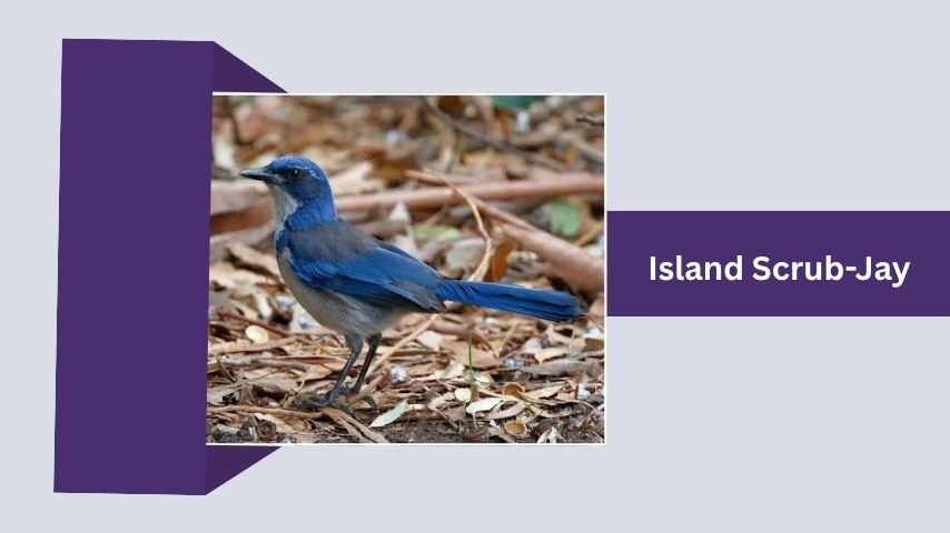 Island Scrub-Jay