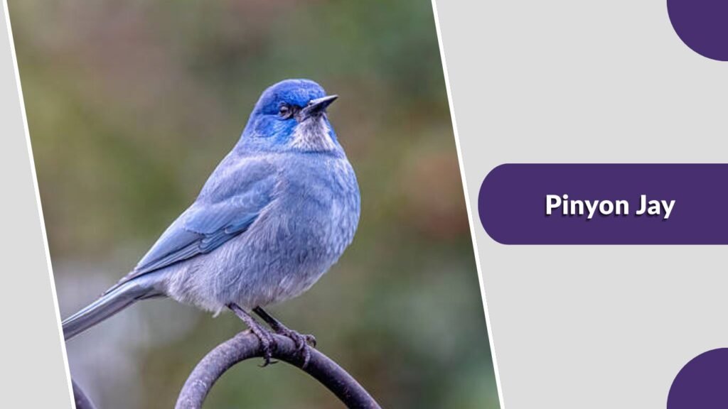Pinyon Jay