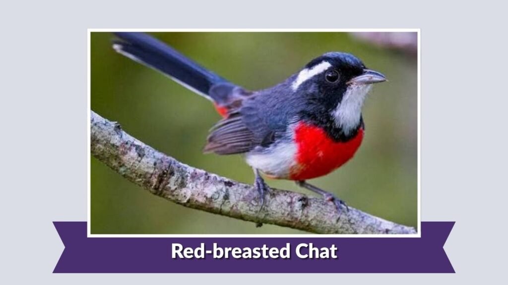 Red-breasted Chat