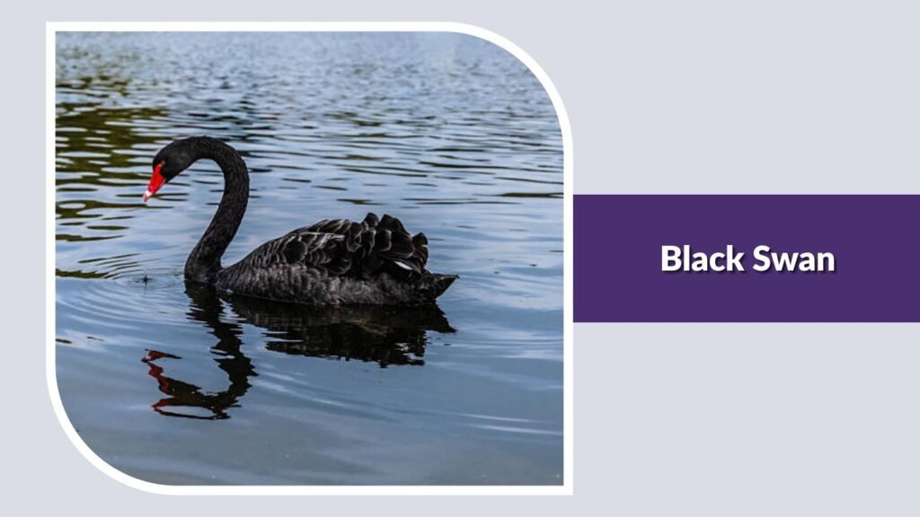 Black Swan