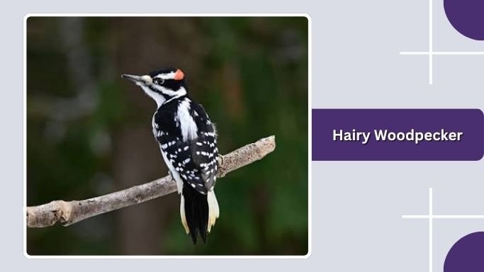 Hairy Woodpecker