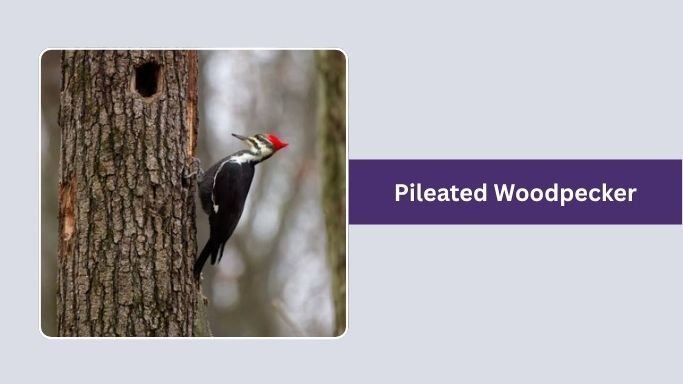 Pileated Woodpecker