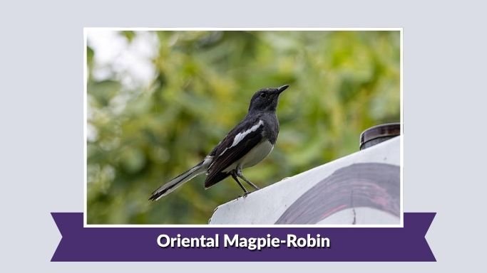 Oriental Magpie-Robin