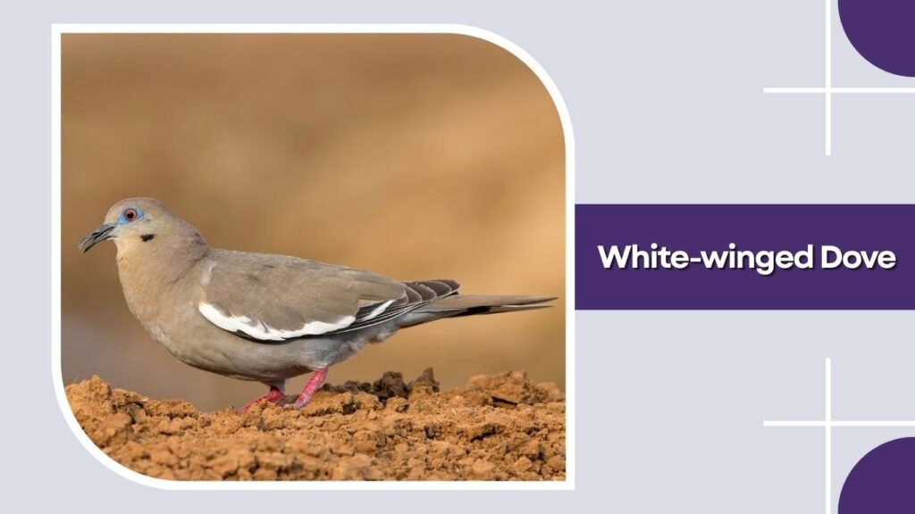 White-winged Dove
