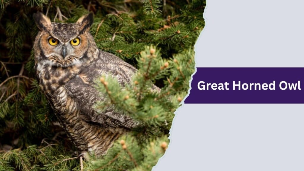 Great Horned Owl