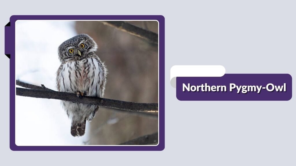 Northern Pygmy-Owl