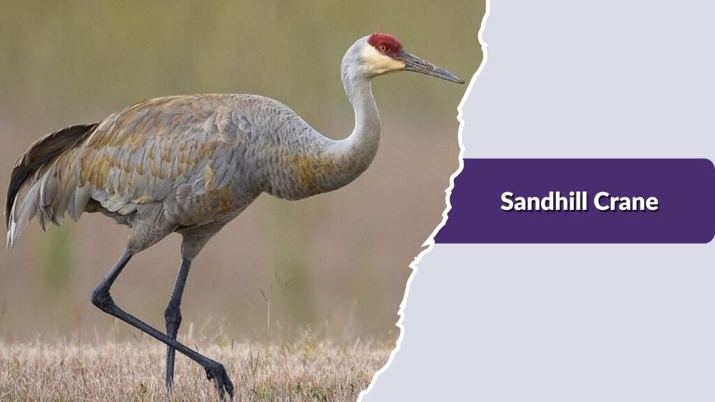 Sandhill Crane
