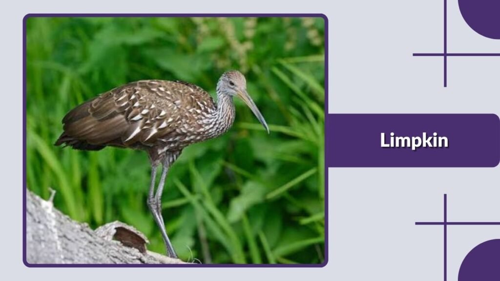 Limpkin