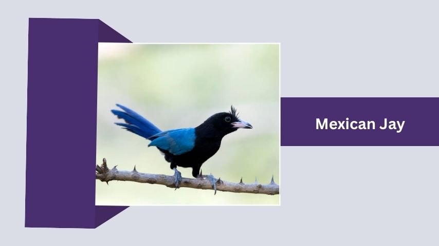 Mexican Jay