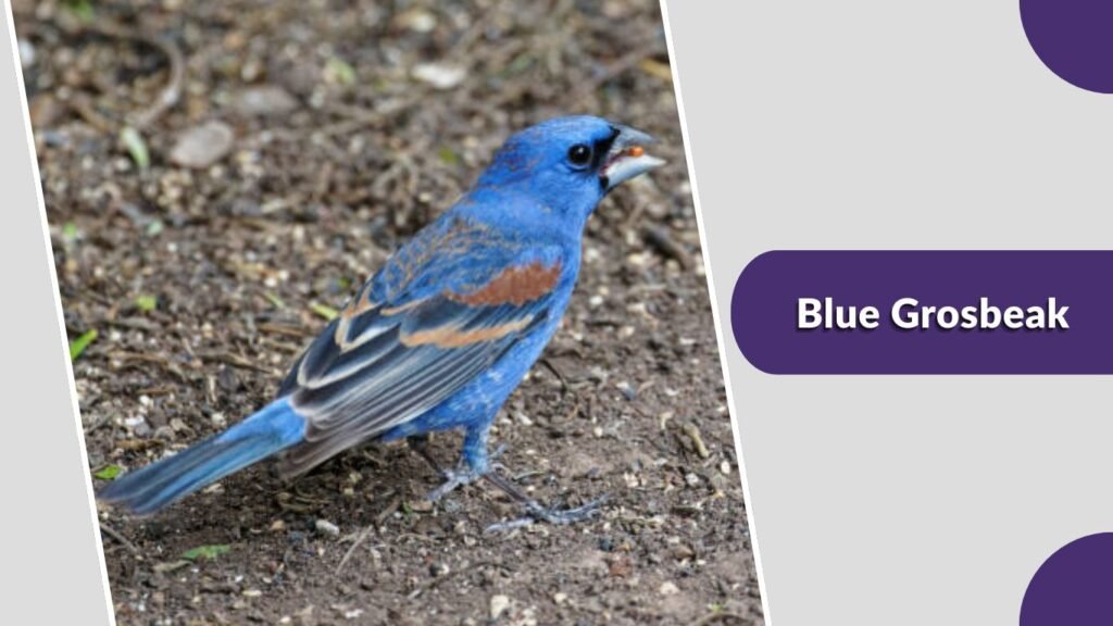 Blue Grosbeak