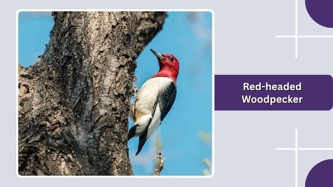 Red-headed Woodpecker