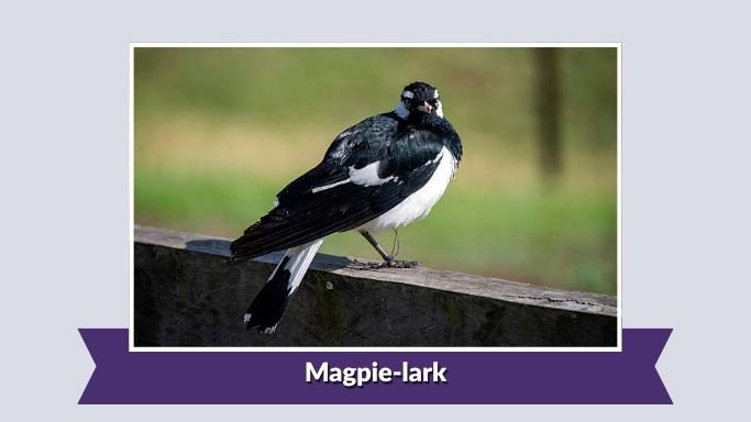 Magpie-lark