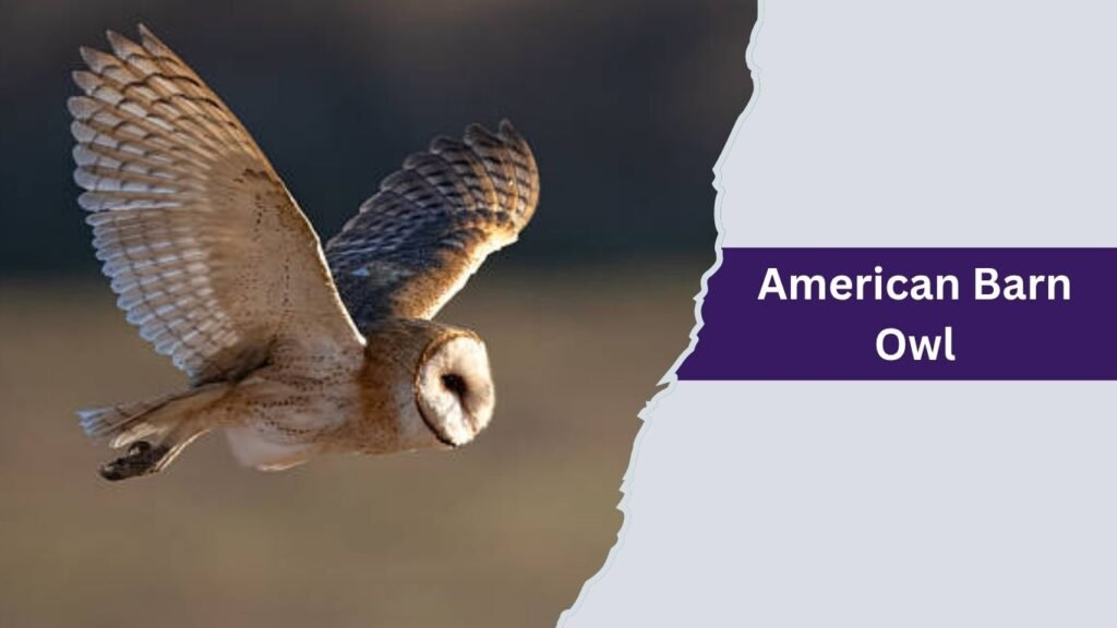 American Barn Owl