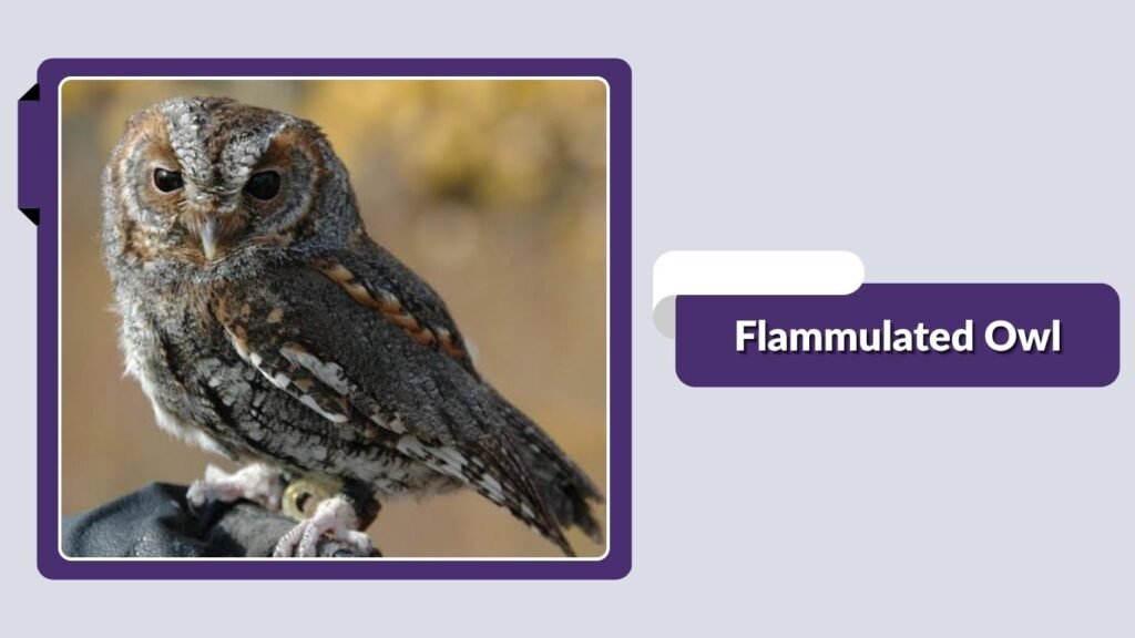 Flammulated Owl