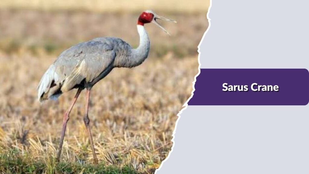 Sarus Crane