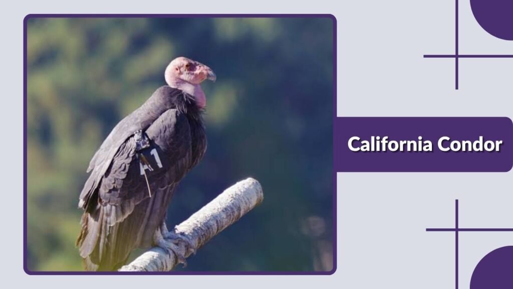 California Condor