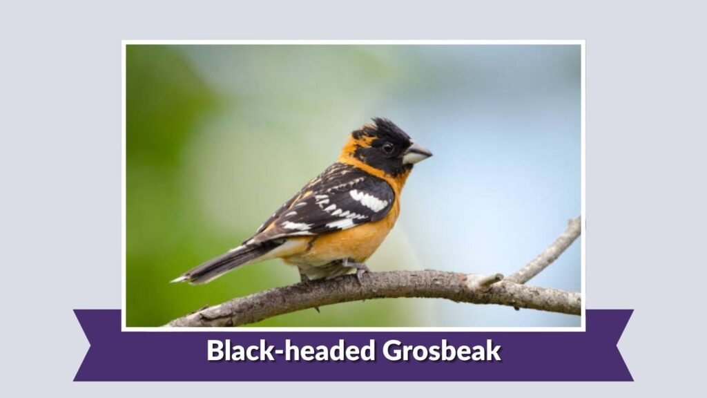 Black-headed Grosbeak