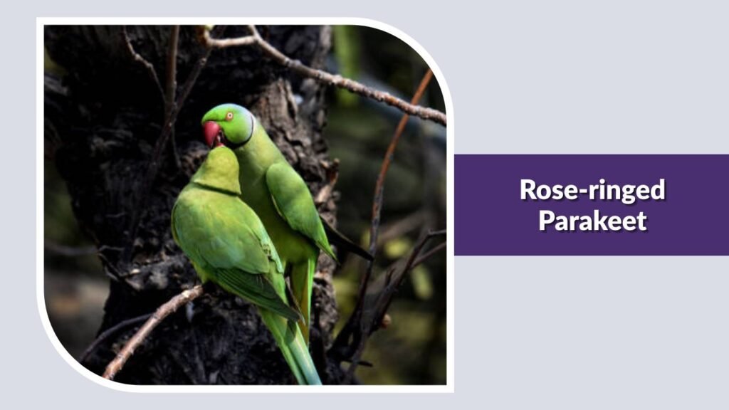 Rose-ringed Parakeet
