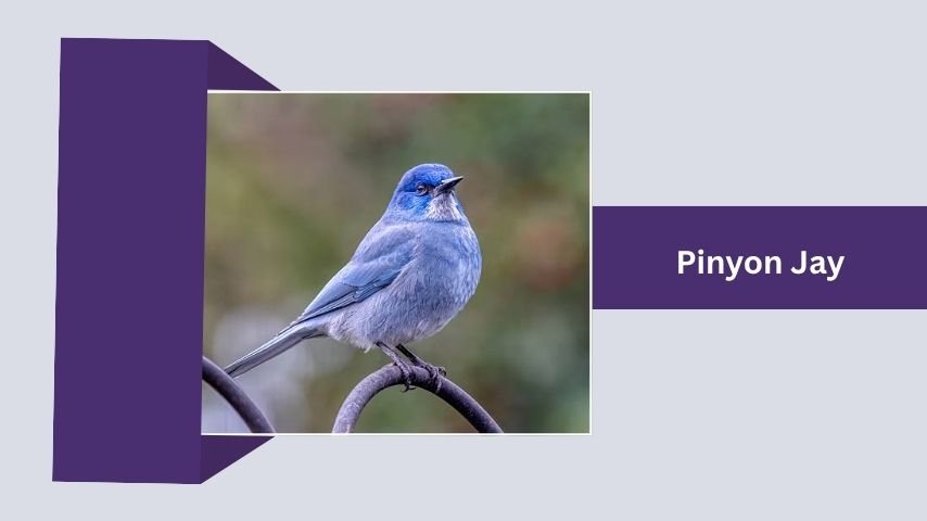 Pinyon Jay