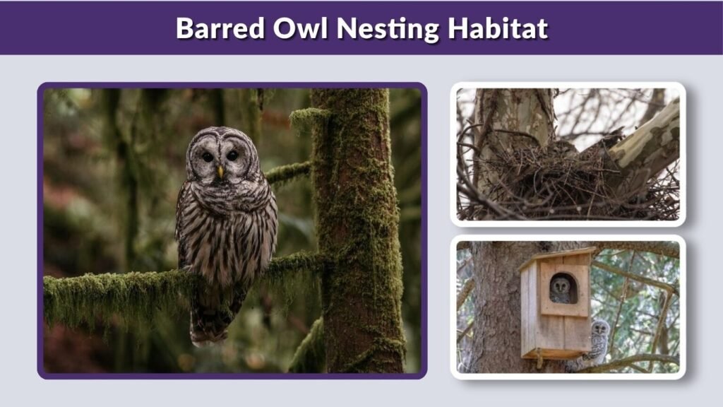 Barred Owl Nesting Habitat