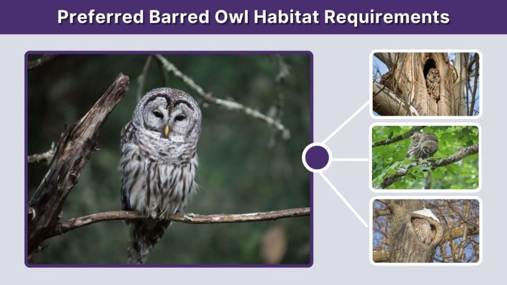 Preferred Barred Owl Habitat Requirements