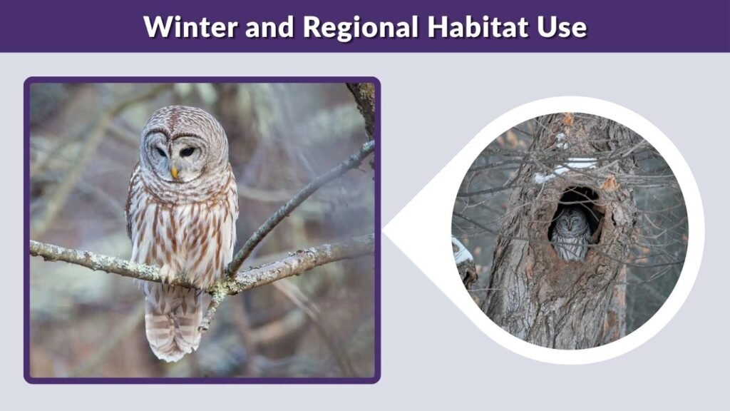 Winter and Regional Habitat Use