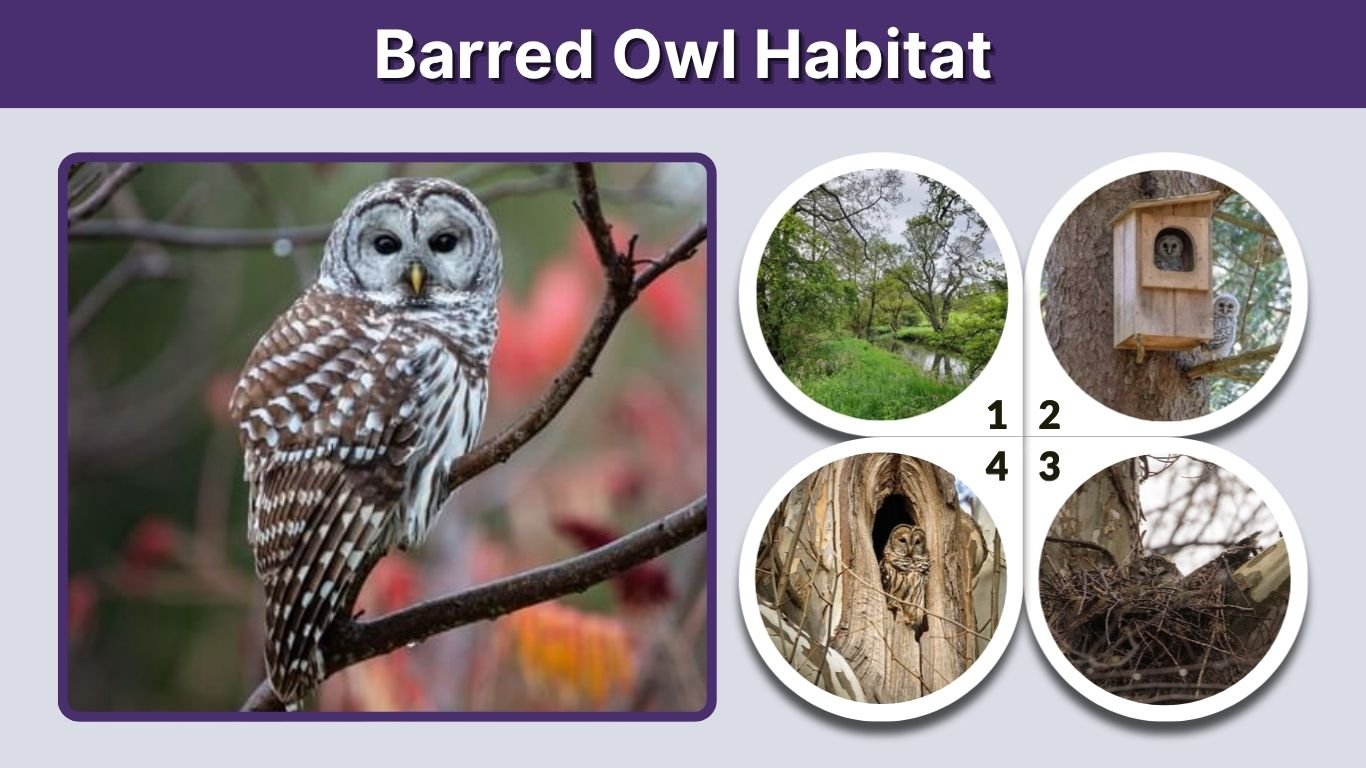 Barred Owl Habitat: Range, Nesting and Forest Needs