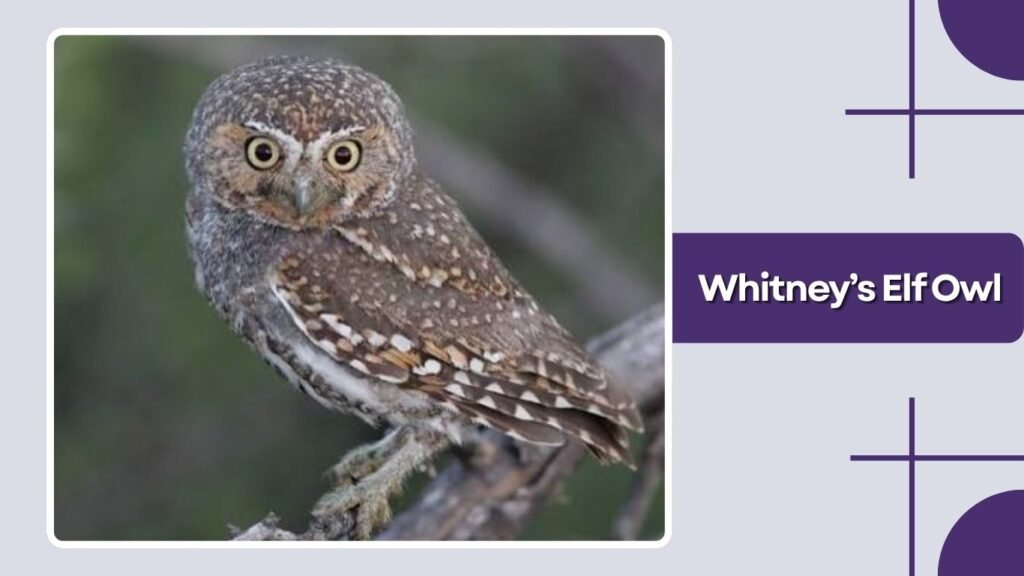 Whitney’s Elf Owl