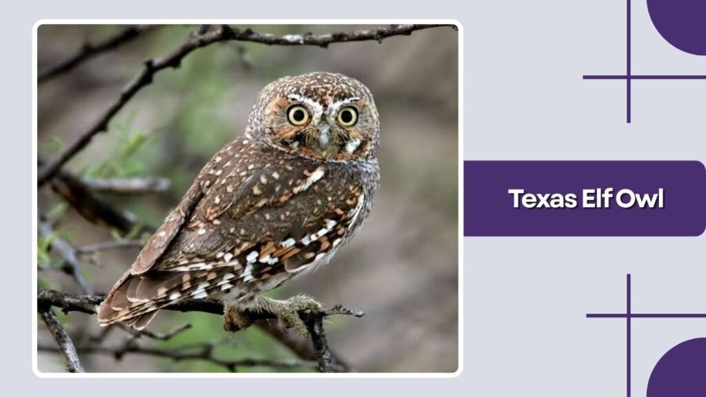 Texas Elf Owl