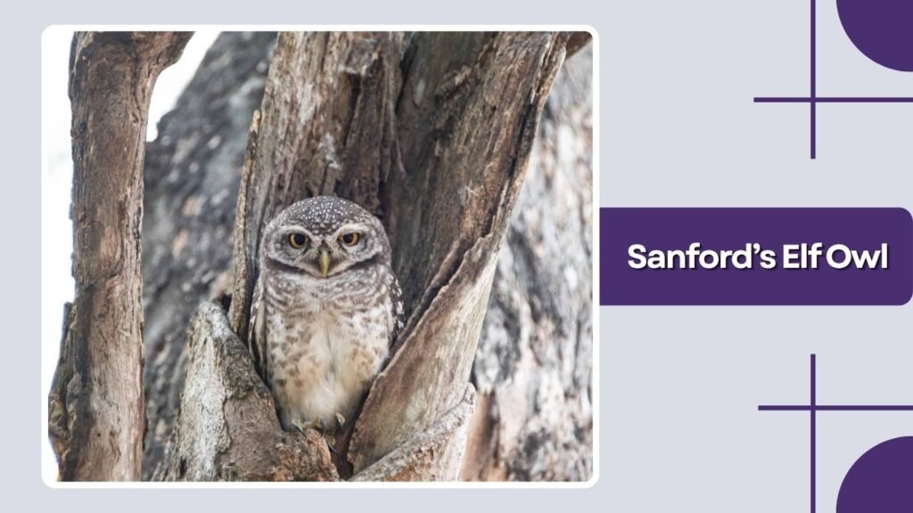 Sanford’s Elf Owl