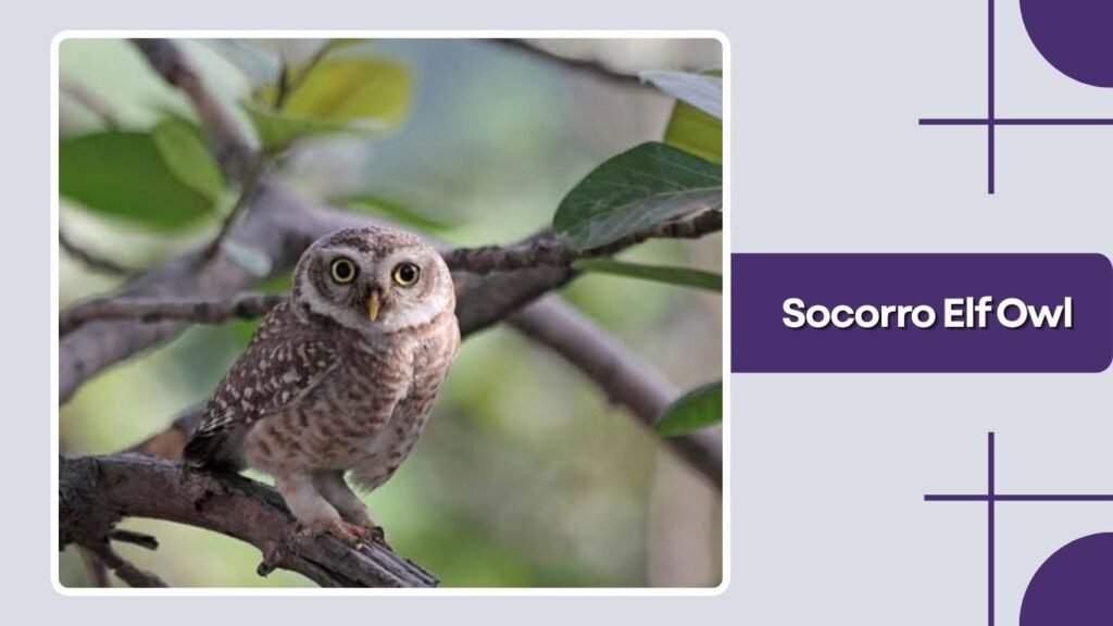 Socorro Elf Owl