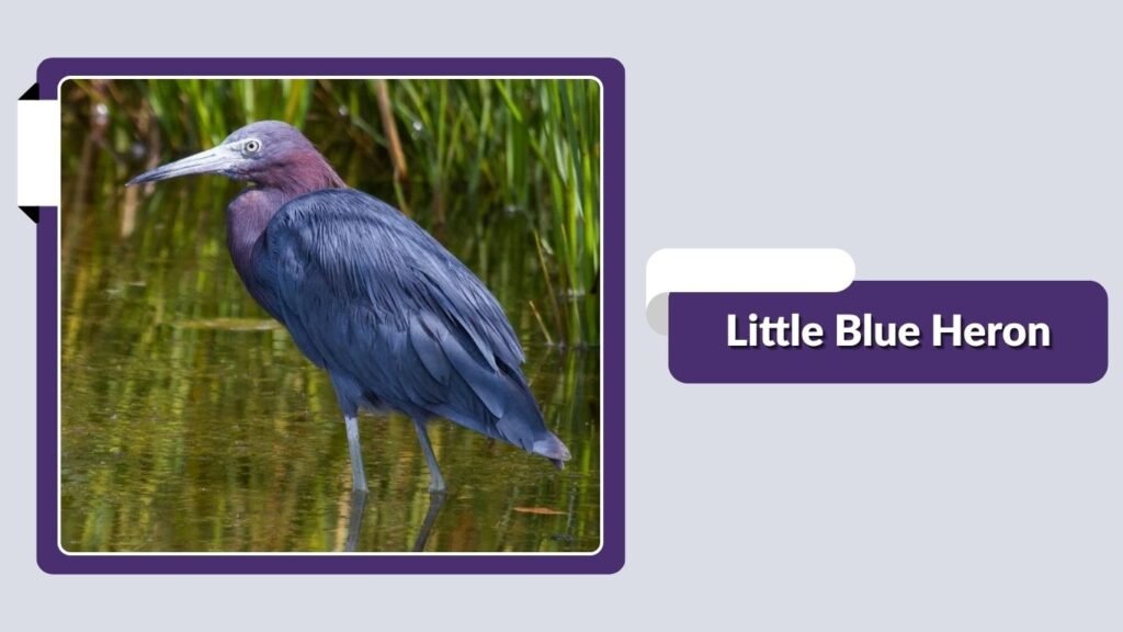 Little Blue Heron