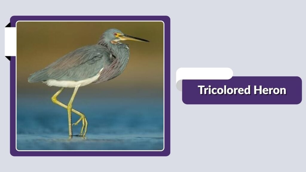 Tricolored Heron