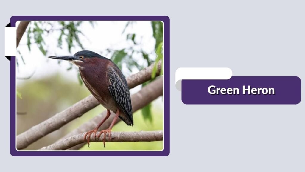 Green Heron