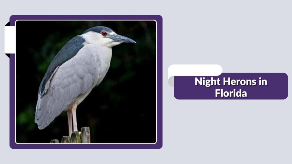 Night Herons in Florida