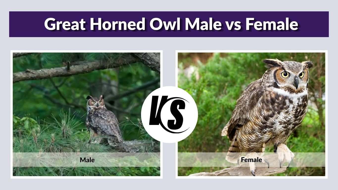 Great Horned Owl Male vs Female: Key Differences