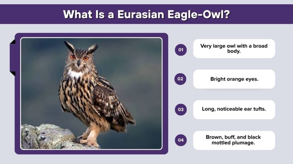 What Is a Eurasian Eagle-Owl?