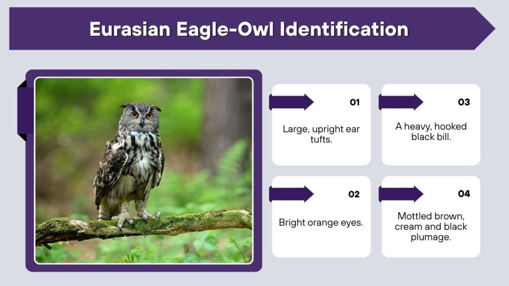 Eurasian Eagle-Owl Identification
