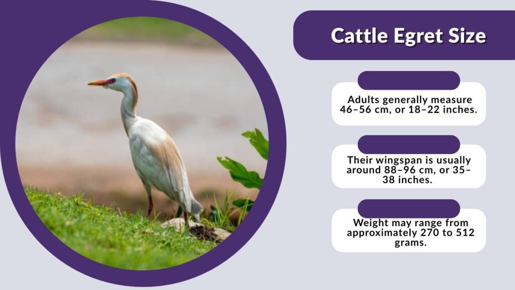 Cattle Egret Size